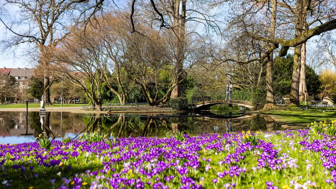 Krokusse blühen im Freiburger Stadtgarten. - Bild: Philipp von Ditfurth/dpa