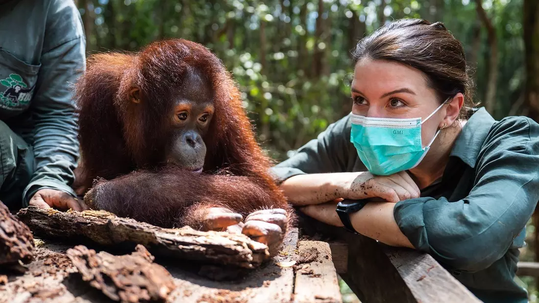 ZDF zeigt Orang-Utan-Auswilderung auf Borneo in Terra X - Bild: presseportal.de