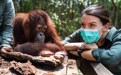 ZDF zeigt Orang-Utan-Auswilderung auf Borneo in Terra X - Foto: presseportal.de