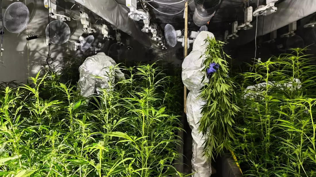 POL-UN: Bergkamen - Polizei entdeckt Cannabisplantage in Lagerhalle - Bild: presseportal.de