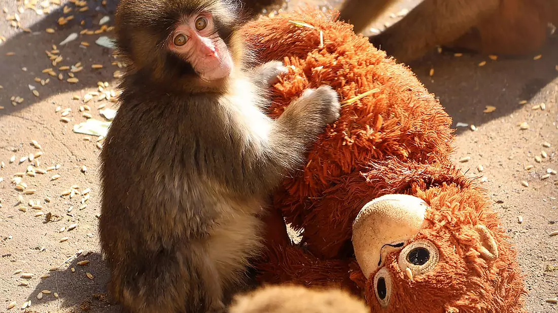 Affenbaby Punch zieht in Japan Massen an Besucher an.  - Bild: -/@ichikawa_zoo/dpa