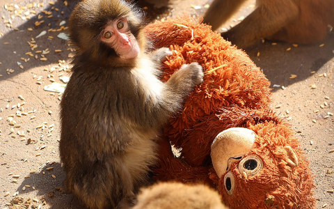 Affenbaby Punch zieht in Japan Massen an Besucher an.  - Foto: -/@ichikawa_zoo/dpa