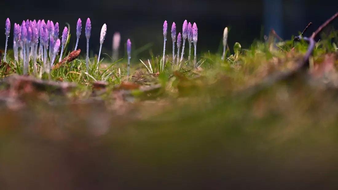 Die nun angenehmeren Temperaturen locken auch die Krokusse hervor. - Bild: Lars Penning/dpa