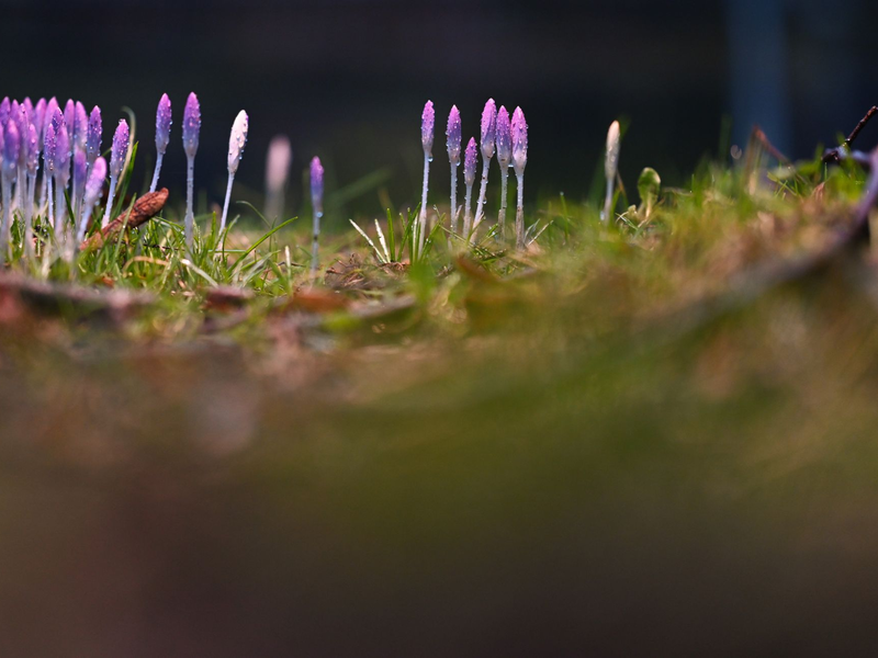 Die nun angenehmeren Temperaturen locken auch die Krokusse hervor. - Foto: Lars Penning/dpa