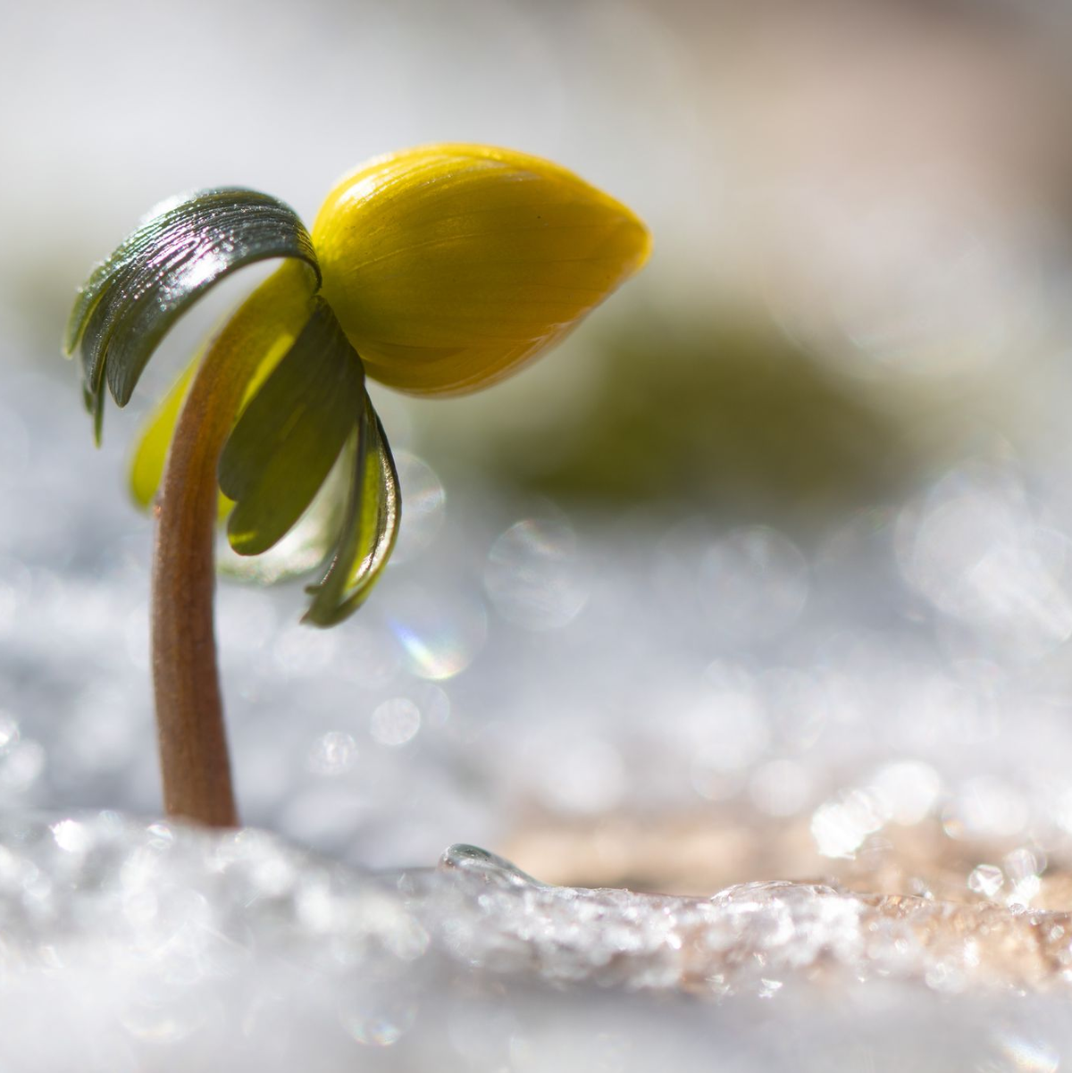 Wenn es wieder wärmer wird, erwacht die Natur. - Foto: Sebastian Kahnert/dpa
