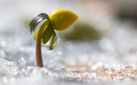 Wenn es wieder wärmer wird, erwacht die Natur. - Foto: Sebastian Kahnert/dpa