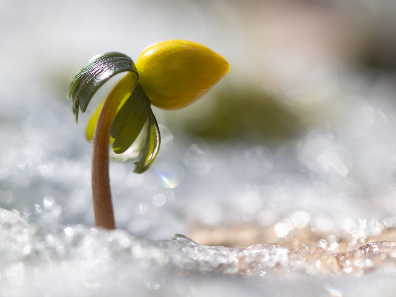 Wenn es wieder wärmer wird, erwacht die Natur. - Foto: Sebastian Kahnert/dpa