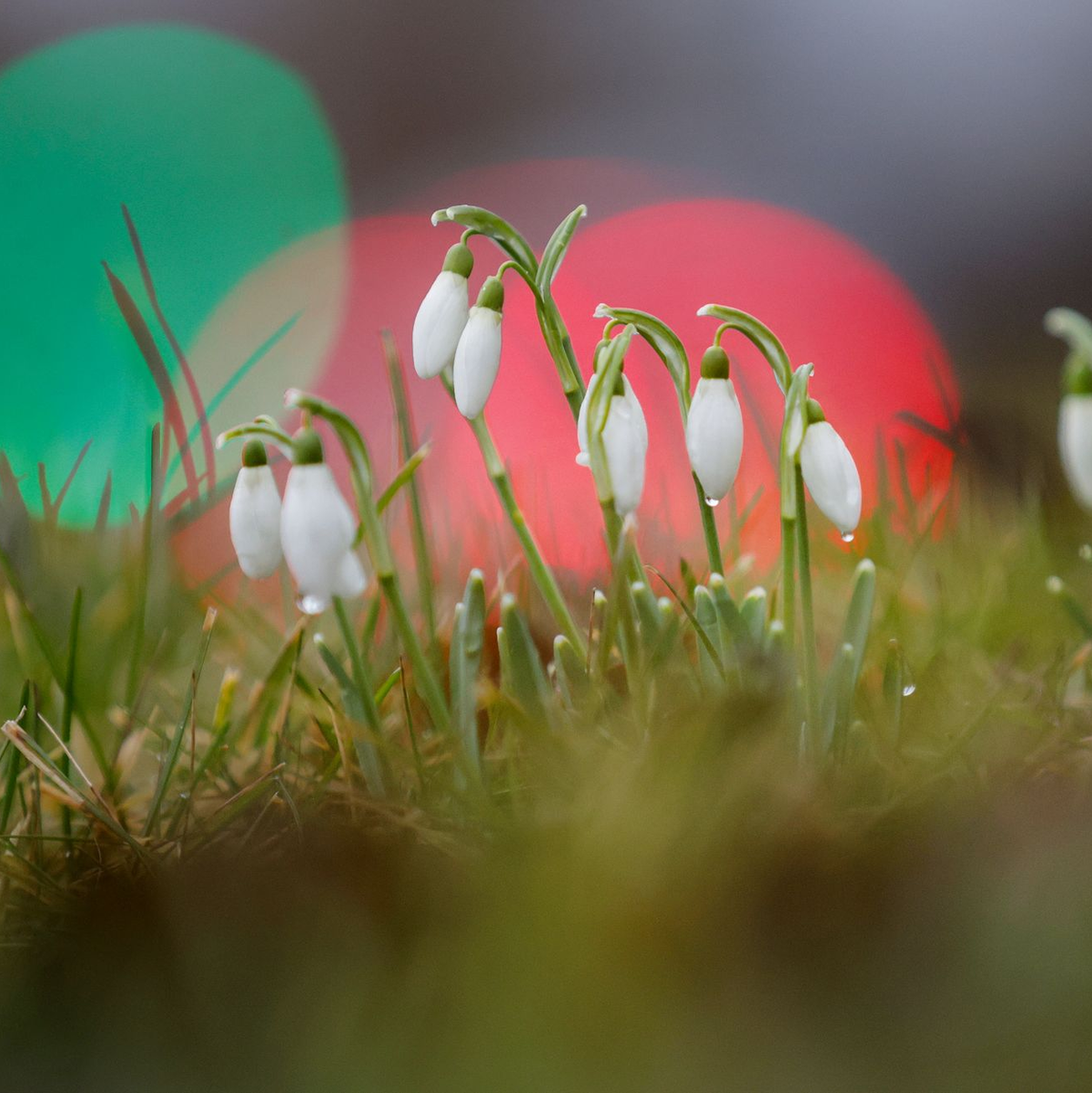 Die ersten Schneeglöckchen wagen sich aus der Erde. (Archivbild) - Foto: Thomas Warnack/dpa