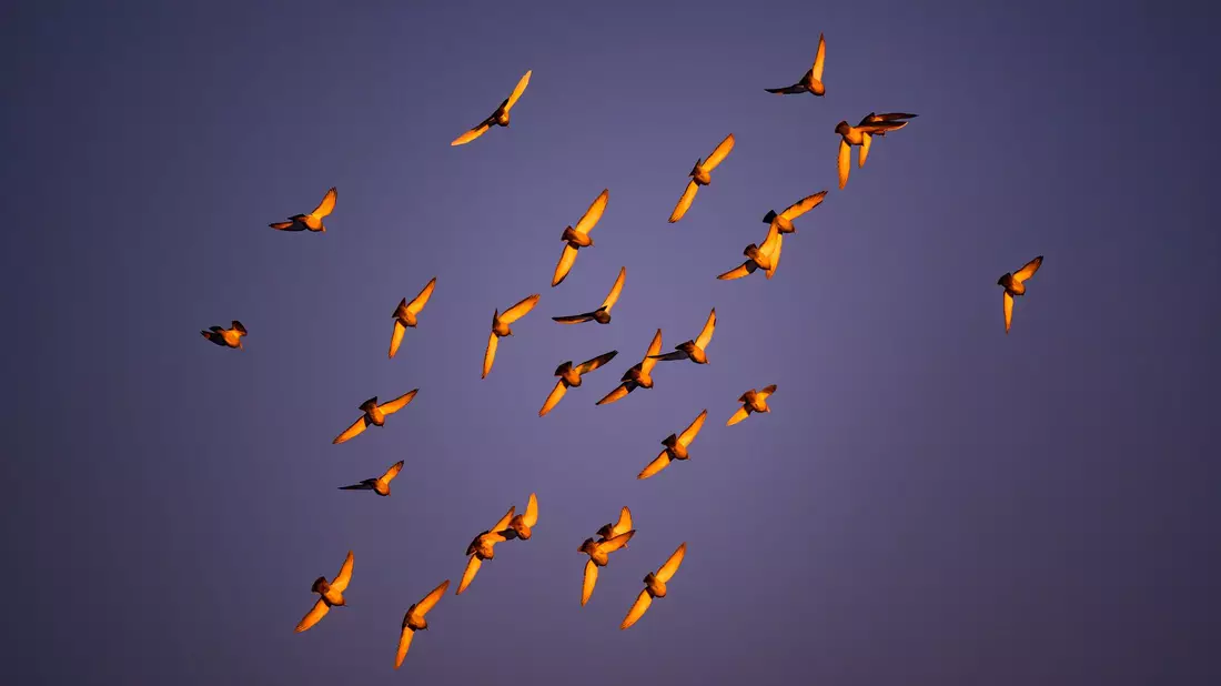 In der Dämmerung stimmen viele Vogelarten zum Morgenkonzert ein. (Archivbild) - Bild: Patrick Pleul/dpa