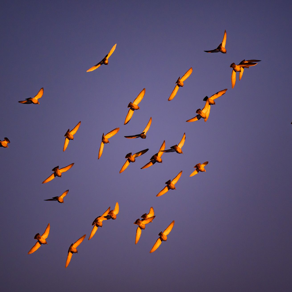 In der Dämmerung stimmen viele Vogelarten zum Morgenkonzert ein. (Archivbild) - Foto: Patrick Pleul/dpa