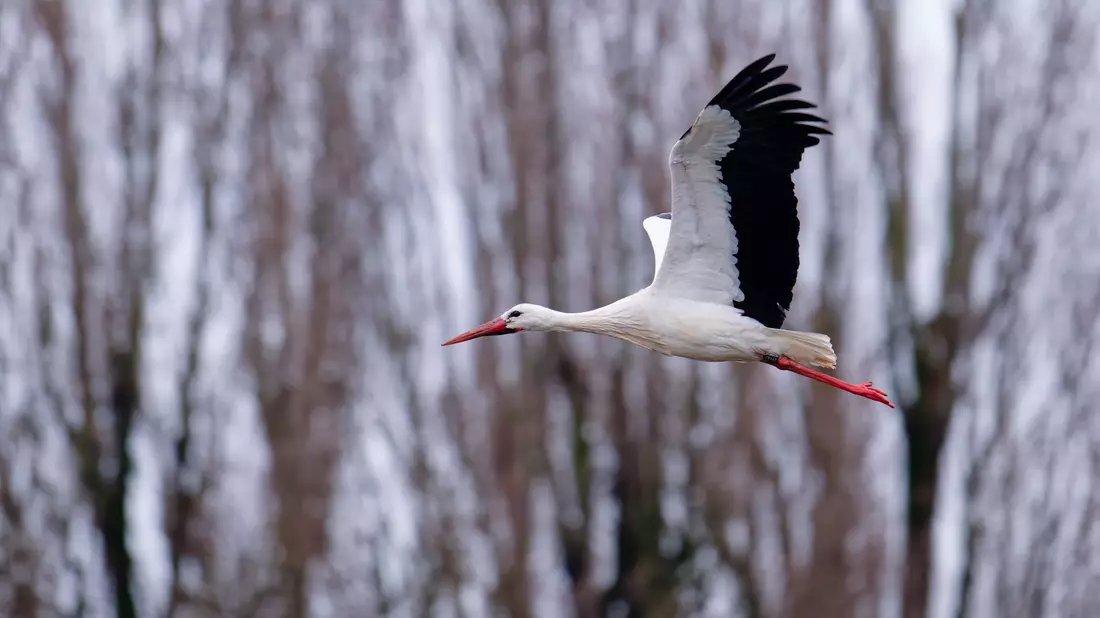 Der Storch gilt als einer der Vorboten für den nahenden Frühling. - Bild: Uwe Anspach/dpa