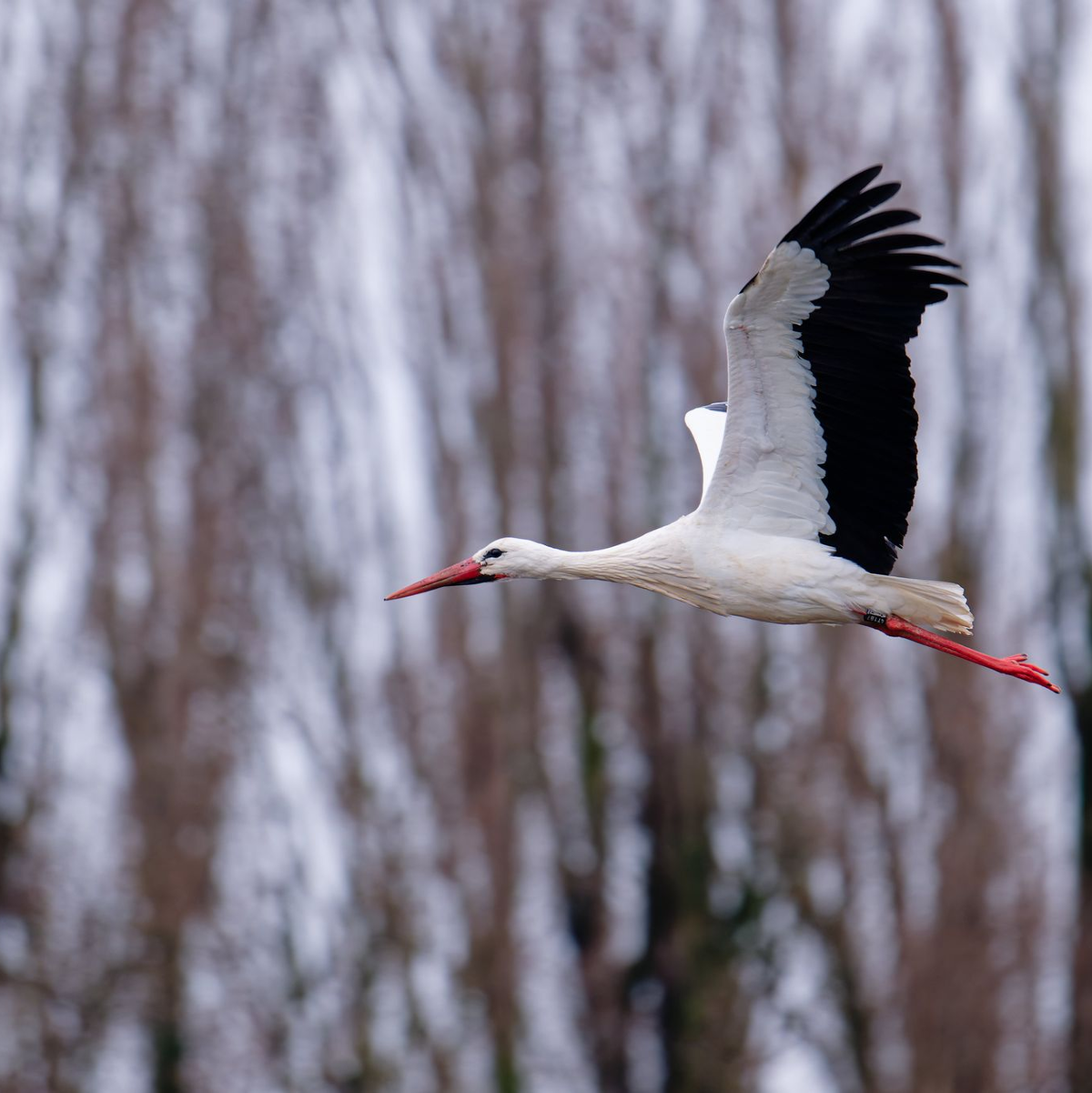 Der Storch gilt als einer der Vorboten für den nahenden Frühling. - Foto: Uwe Anspach/dpa
