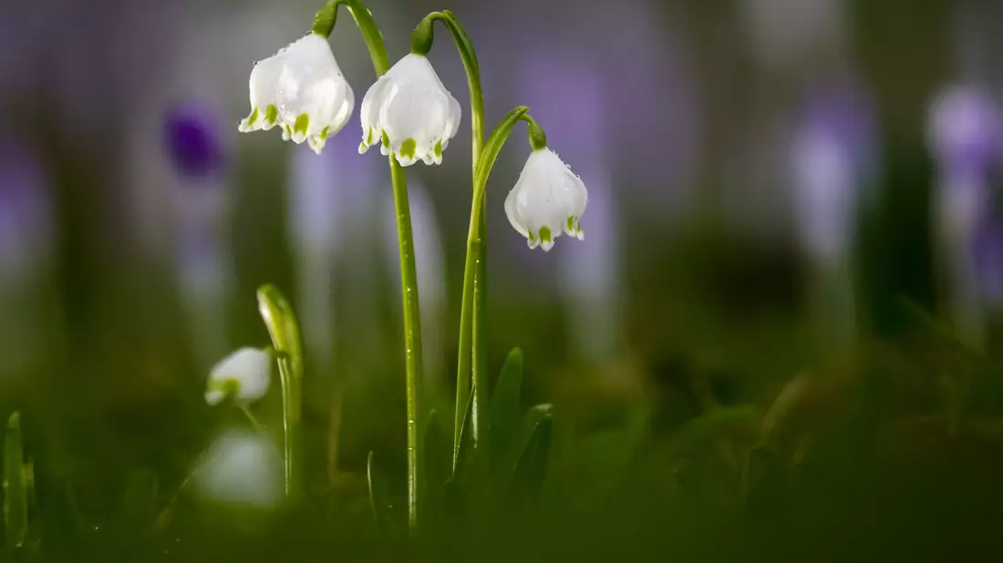 Die Temperaturen bleiben mild.  - Bild: Thomas Warnack/dpa