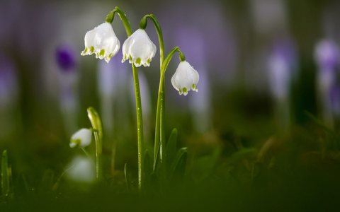 Die Temperaturen bleiben mild.  - Foto: Thomas Warnack/dpa