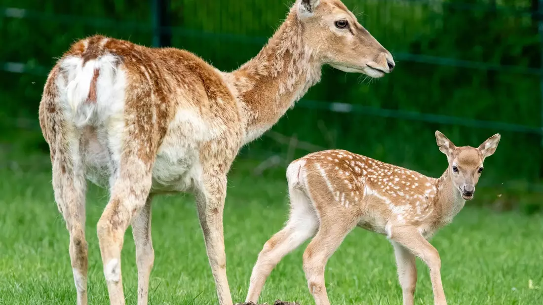 Der Regenwald ist weit. Der Zoo um die Ecke. / Zum World Wildlife Day am 3. März betont Zooverband VdZ: Moderne Zoos sind Motoren des Artenschutzes und wohnortnahe Plätze für Naturerfahrung - Bild: presseportal.de