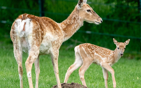 Der Regenwald ist weit. Der Zoo um die Ecke. / Zum World Wildlife Day am 3. März betont Zooverband VdZ: Moderne Zoos sind Motoren des Artenschutzes und wohnortnahe Plätze für Naturerfahrung - Foto: presseportal.de