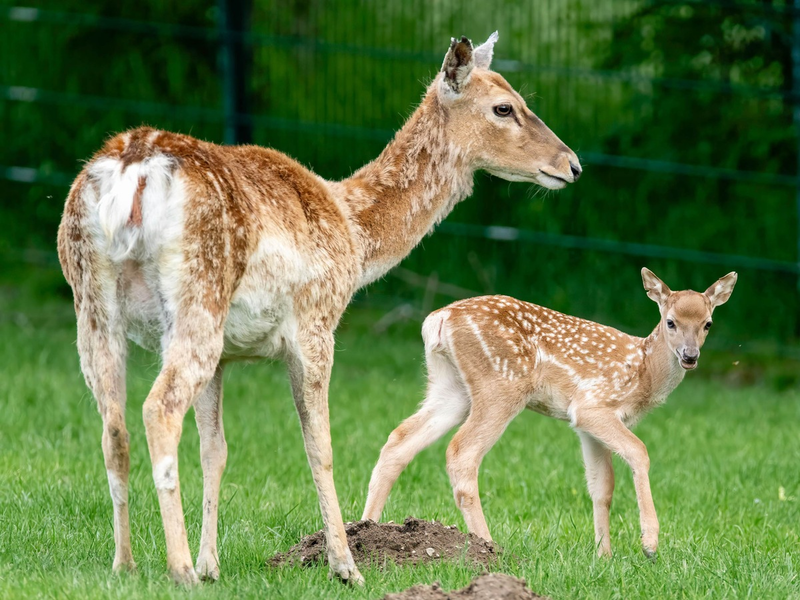 Der Regenwald ist weit. Der Zoo um die Ecke. / Zum World Wildlife Day am 3. März betont Zooverband VdZ: Moderne Zoos sind Motoren des Artenschutzes und wohnortnahe Plätze für Naturerfahrung - Foto: presseportal.de