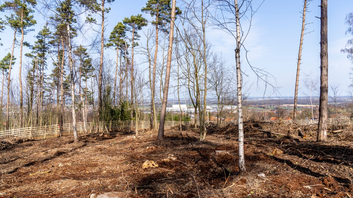 lavera Waldprojekt - 7500 neue Bäume für die Bantorfer Höh - Foto: presseportal.de