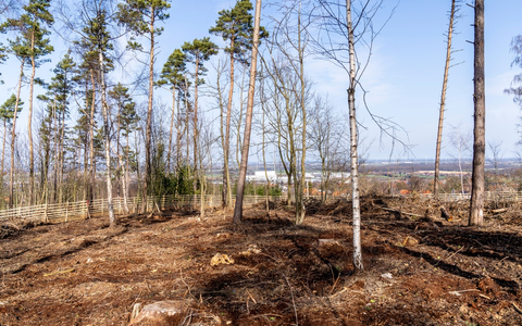 lavera Waldprojekt - 7500 neue Bäume für die Bantorfer Höh - Foto: presseportal.de