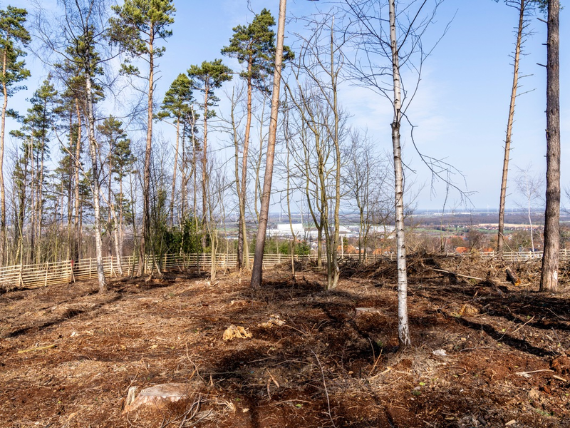 lavera Waldprojekt - 7500 neue Bäume für die Bantorfer Höh - Foto: presseportal.de