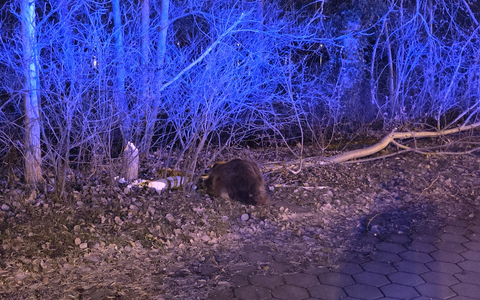 POL-RZ: Biber verursacht Verkehrsunfall - Foto: presseportal.de