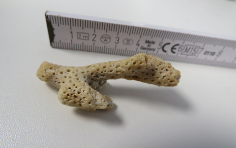 HZA-HN: 3. März 2026: Tag des Artenschutzes Zoll hilft, bedrohte Tiere und Pflanzen zu schützen - Foto: presseportal.de