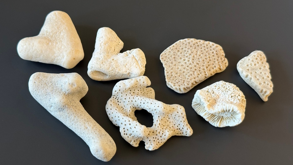 HZA-BI: 3. März 2026: Tag des Artenschutzes/Zoll hilft bedrohte Tiere und Pflanzen zu schützen - Foto: presseportal.de