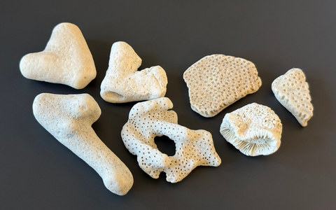 HZA-BI: 3. MĂ€rz 2026: Tag des Artenschutzes/Zoll hilft bedrohte Tiere und Pflanzen zu schĂŒtzen - Foto: presseportal.de HZA-BI: 3. MĂ€rz 2026: Tag des Artenschutzes/Zoll hilft bedrohte Tiere und Pflanzen zu schĂŒtzen - Foto: presseportal.de