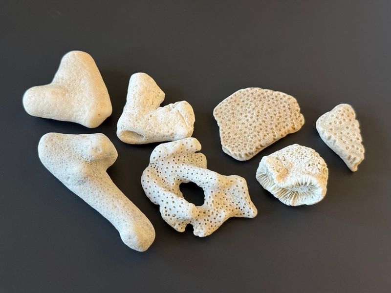 HZA-BI: 3. März 2026: Tag des Artenschutzes/Zoll hilft bedrohte Tiere und Pflanzen zu schützen - Foto: presseportal.de