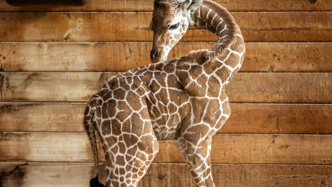Netzgiraffen gelten als eine besonders bedrohte Tierart. - Bild: Andreas Arnold/dpa