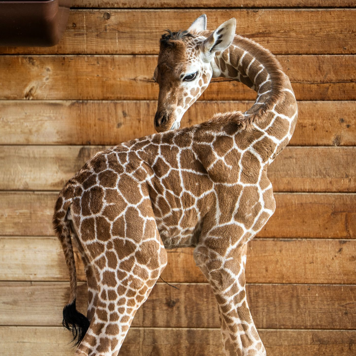 Netzgiraffen gelten als eine besonders bedrohte Tierart. - Foto: Andreas Arnold/dpa