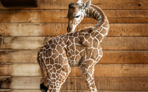 Netzgiraffen gelten als eine besonders bedrohte Tierart. - Foto: Andreas Arnold/dpa