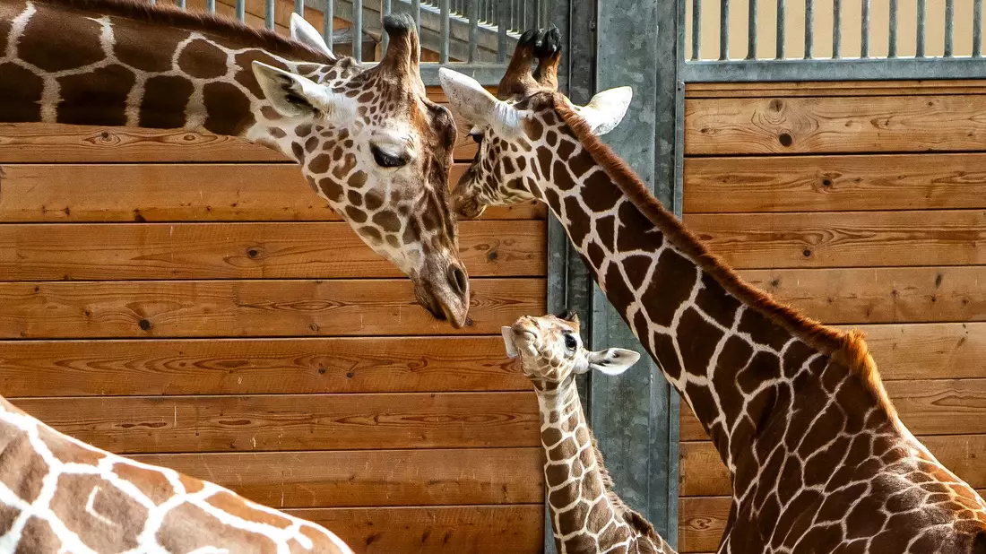 Bald darf Mumbi auch das Außengelände entdecken – zusammen mit ihrer Giraffenherde und anderen Tierarten wie Zebras, Gnus und Impalas. - Bild: Andreas Arnold/dpa
