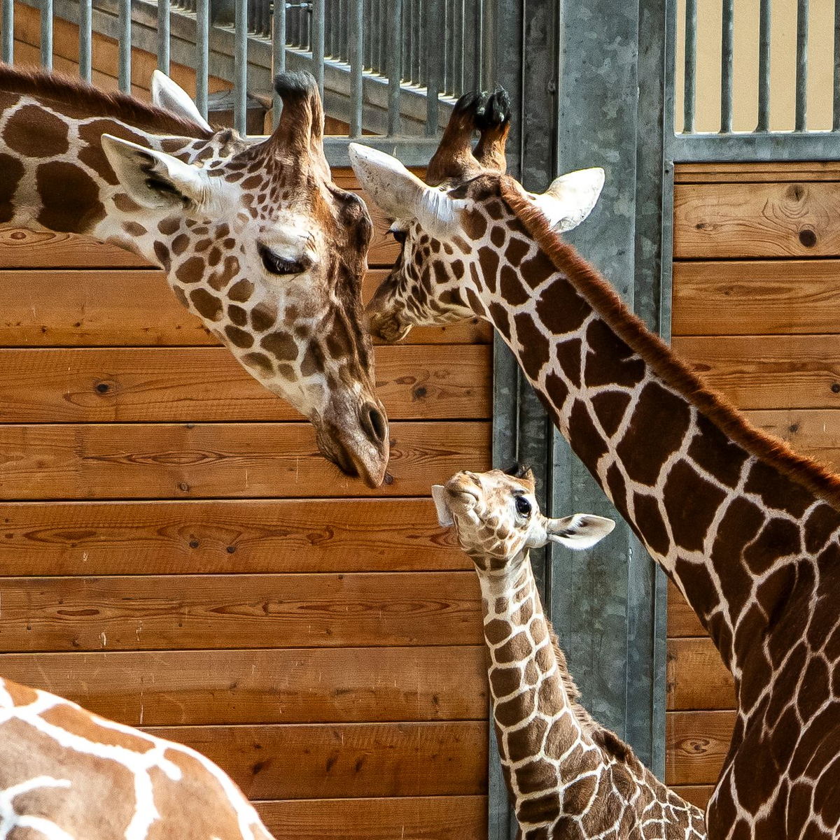 Bald darf Mumbi auch das Außengelände entdecken – zusammen mit ihrer Giraffenherde und anderen Tierarten wie Zebras, Gnus und Impalas. - Foto: Andreas Arnold/dpa