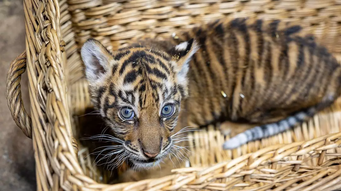 Das kleine Mädchen ist zwei Monate alt. - Bild: -/Tierpark Berlin/dpa