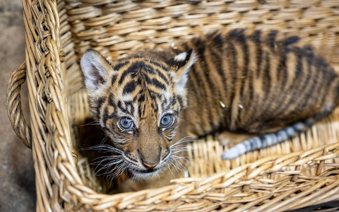 Das kleine Mädchen ist zwei Monate alt. - Foto: -/Tierpark Berlin/dpa