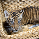 Das kleine Mädchen ist zwei Monate alt. - Foto: -/Tierpark Berlin/dpa