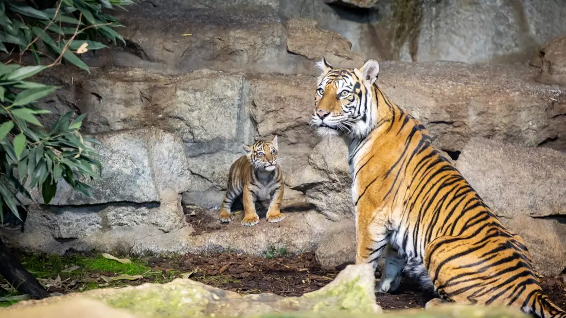 Noch hat das Jungtier keinen Namen.  - Bild: -/Tierpark Berlin/dpa