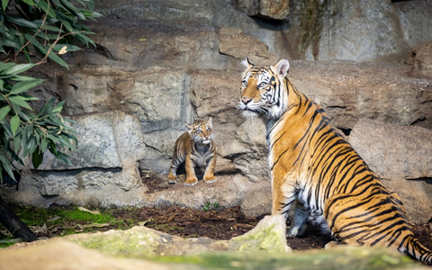 Noch hat das Jungtier keinen Namen.  - Foto: -/Tierpark Berlin/dpa