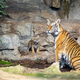 Noch hat das Jungtier keinen Namen.  - Foto: -/Tierpark Berlin/dpa