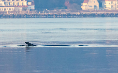 Anfang des Jahres war mehrfach ein Wal in der Flensburger Förde gesichtet worden. Nun schwamm ein Wal vor Wismar. (Archivbild) - Foto: Ulrich Perrey/dpa