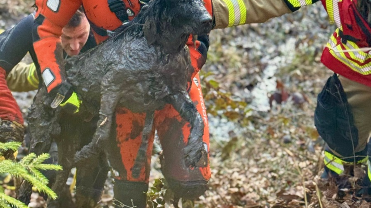 FW Stuttgart: Tierrettung im Moorgebiet in Stuttgart-Botnang - Foto: presseportal.de