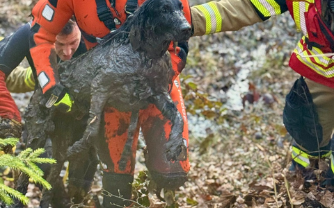FW Stuttgart: Tierrettung im Moorgebiet in Stuttgart-Botnang - Foto: presseportal.de