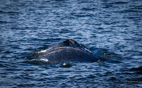 Es handelt sich um einen zehn bis zwölf Meter langen Finnwal.  - Foto: Tom Schultz/WISMAR.FM/dpa