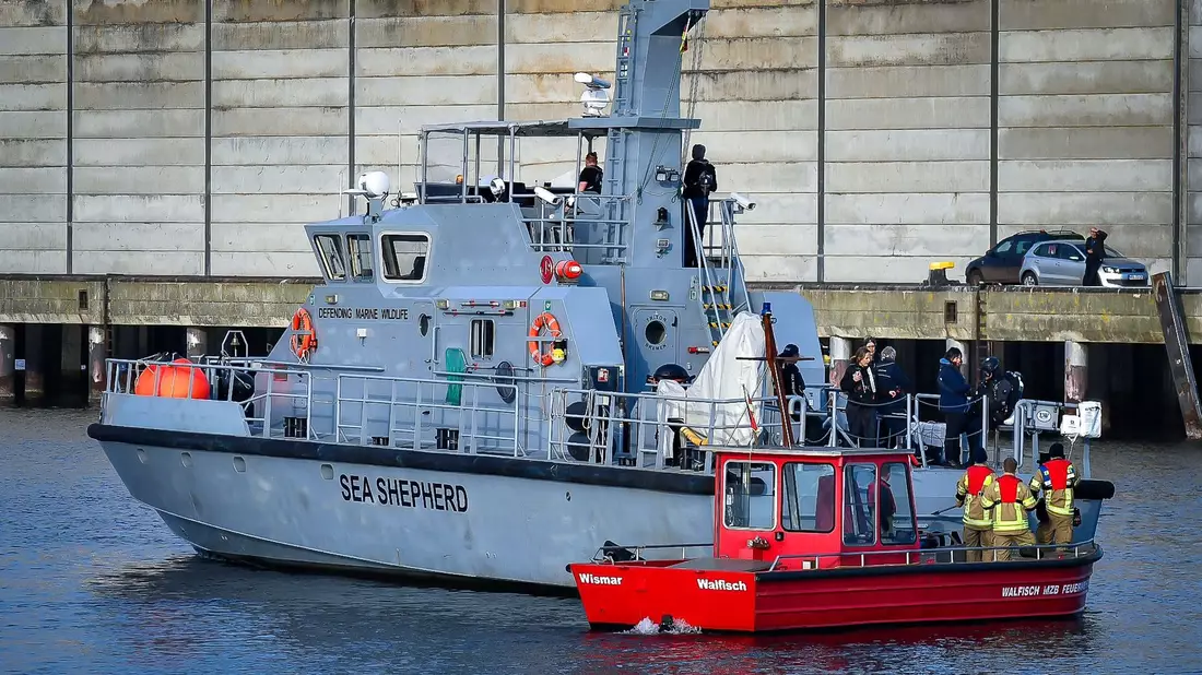 Die Meeresschutz-Organisation Sea Shepherd fuhr mit einem Schiff zu dem Wal. - Bild: Tom Schultz/WISMAR.FM/dpa