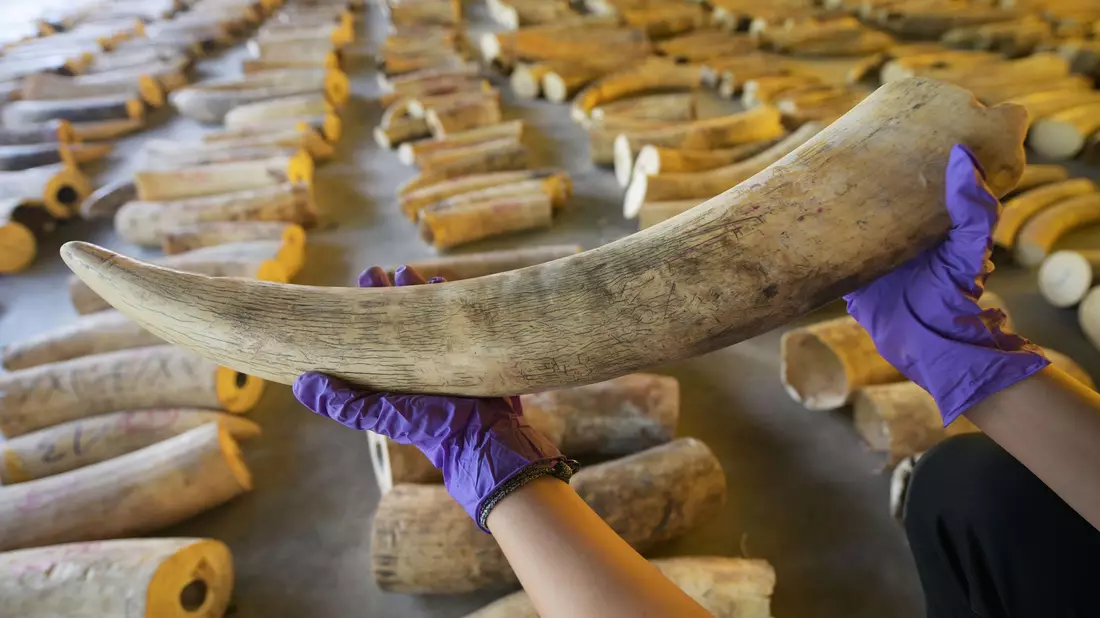 Der illegale Handel mit Elfenbein ist ein Riesengeschäft. (Archivbild) - Bild: Then Chih Wey/XinHua/dpa