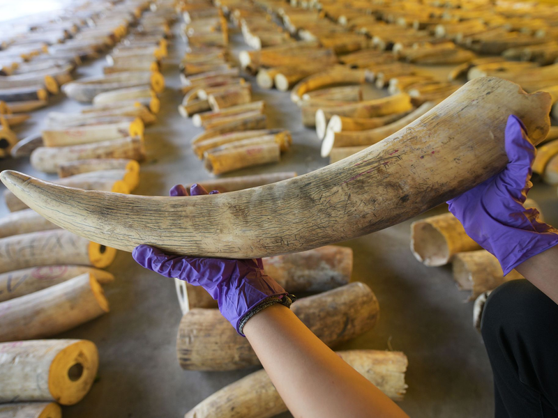 Der illegale Handel mit Elfenbein ist ein Riesengeschäft. (Archivbild) - Foto: Then Chih Wey/XinHua/dpa