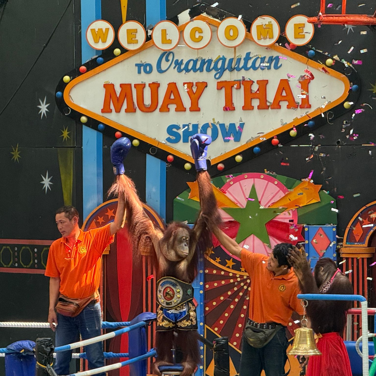 Orang-Utans boxen in einem Freizeitpark nahe Bangkok. - Foto: Carola Frentzen/dpa