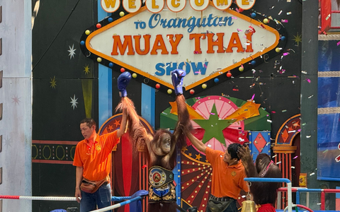 Orang-Utans boxen in einem Freizeitpark nahe Bangkok. - Foto: Carola Frentzen/dpa