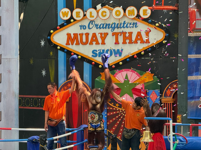 Orang-Utans boxen in einem Freizeitpark nahe Bangkok. - Foto: Carola Frentzen/dpa